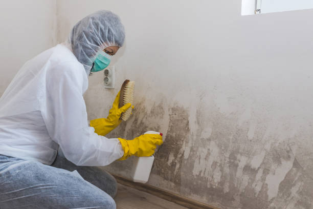 Best Mold Damage Restoration  in Villa Hills, KY