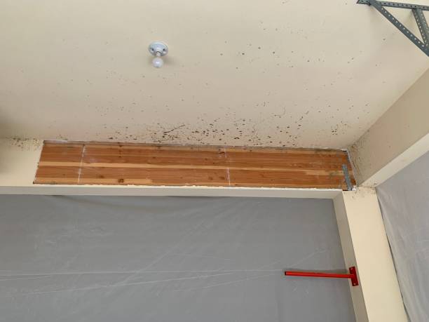 Trusted Villa Hills, KY Mold Removal Experts