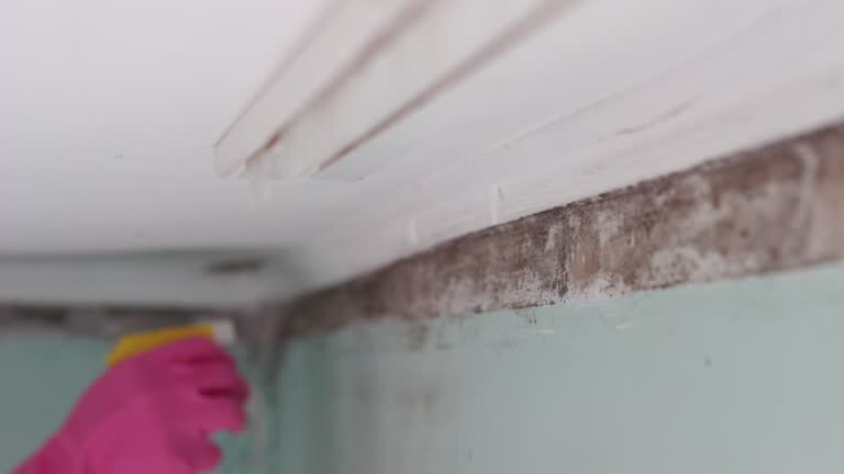  Villa Hills, KY Mold Removal Pros